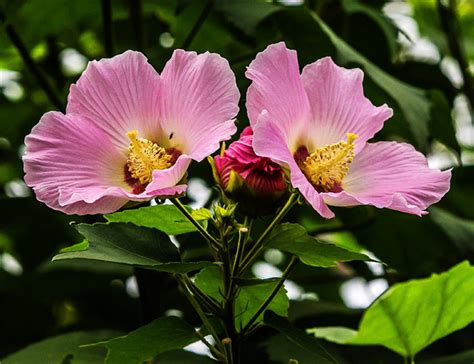 芙蓉 植物|芙蓉（锦葵科木槿属植物）